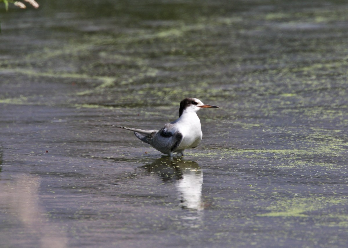 Common Tern - Dave Bengston