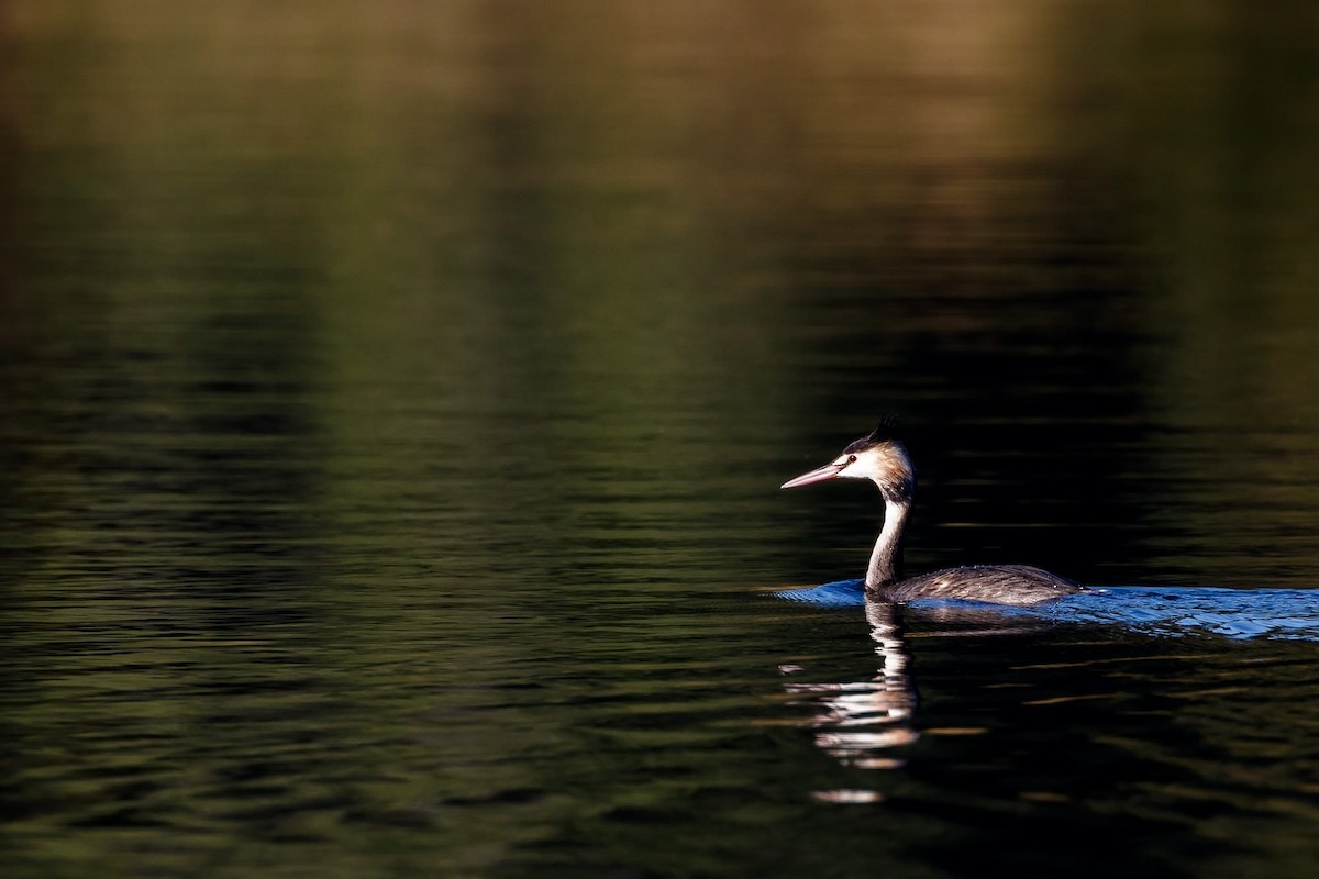 Great Crested Grebe - Malcolm Graham