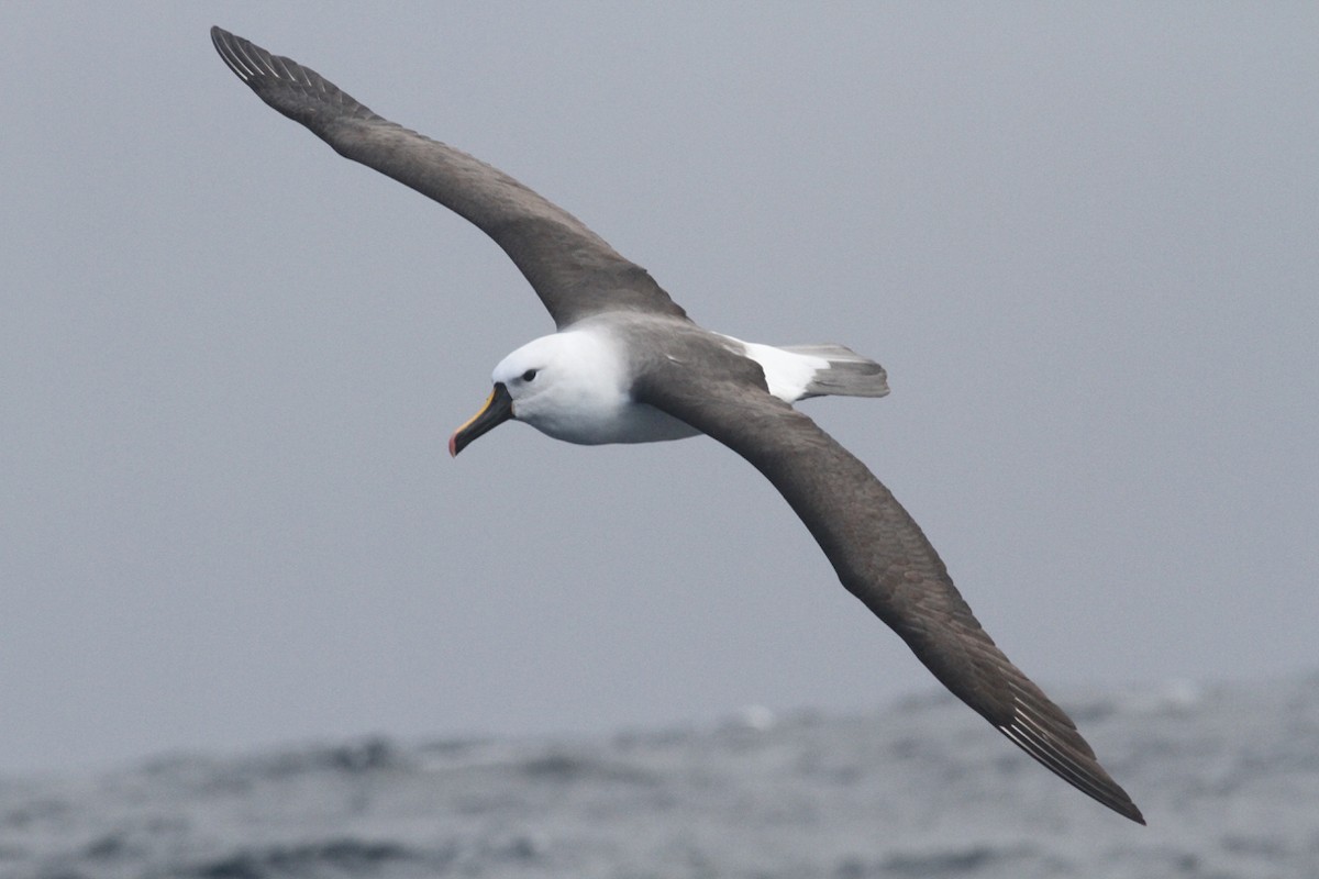 Indian Yellow-nosed Albatross - Robert Hamilton