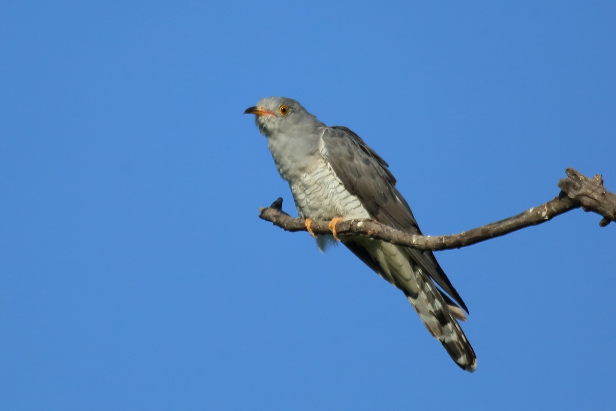 African Cuckoo - Vicente Alvarado