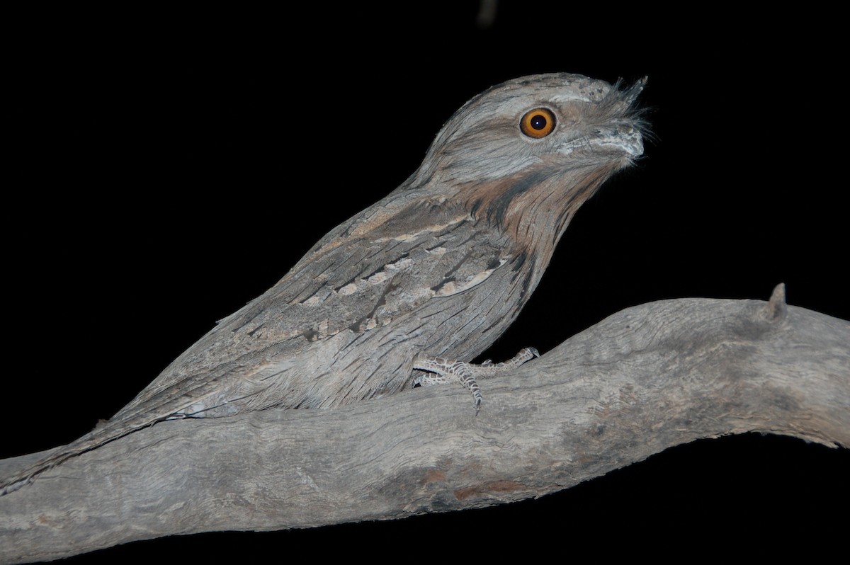 Tawny Frogmouth - Neil Broekhuizen