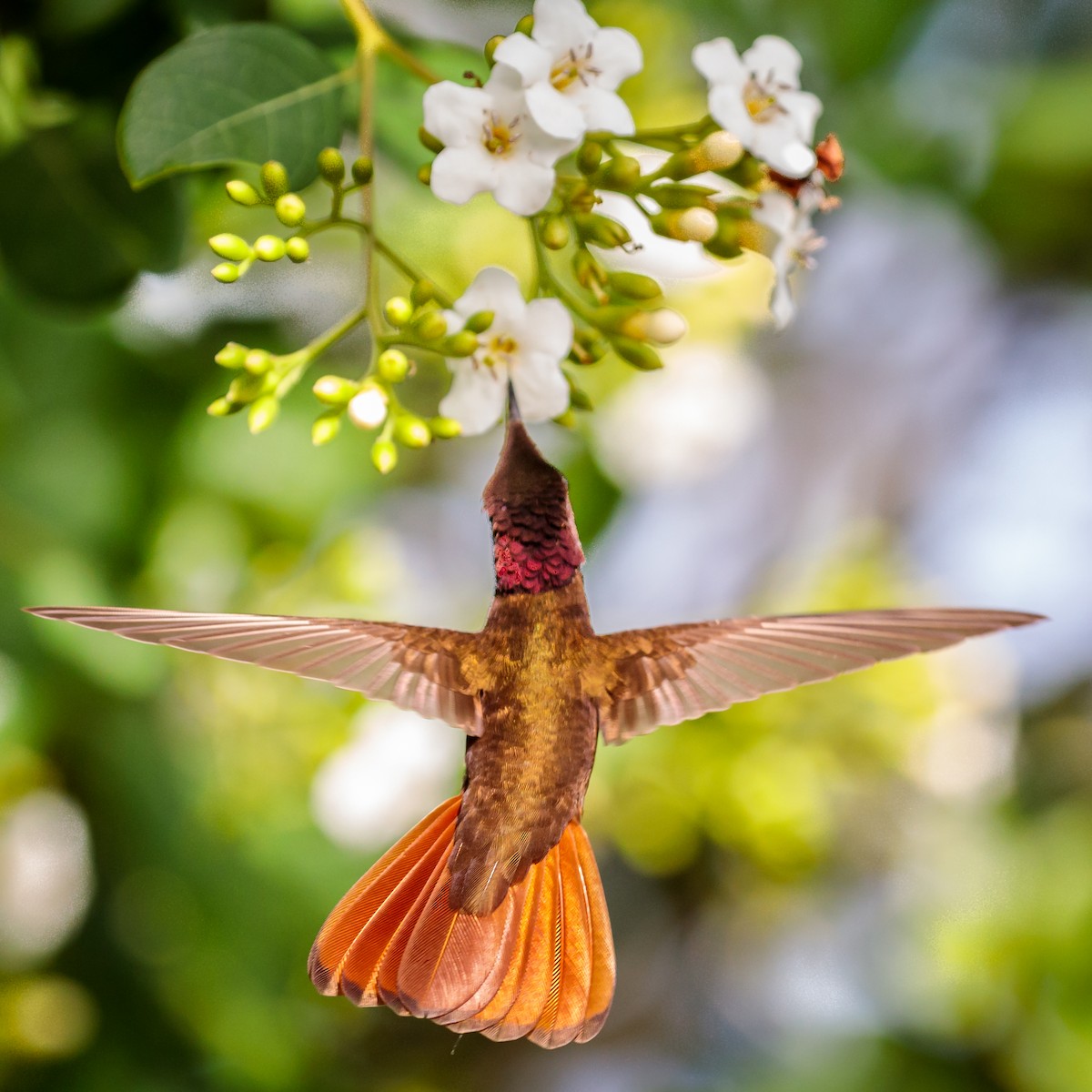 kolibřík červenohlavý - ML113383341