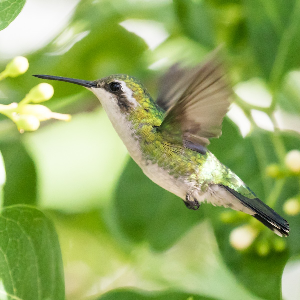 kolibřík modroocasý - ML113383561