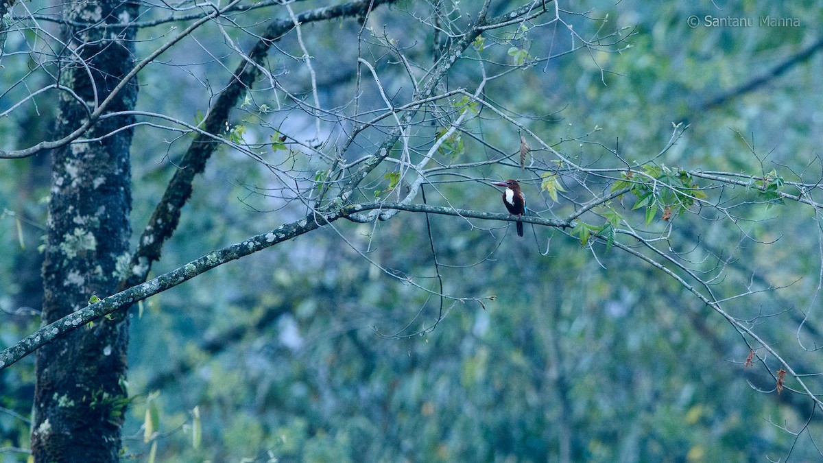 White-throated Kingfisher - Santanu Manna