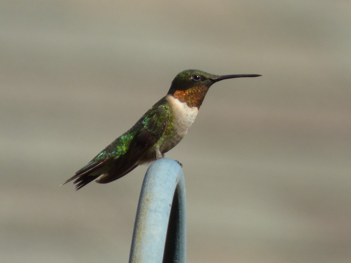 Ruby-throated Hummingbird - Jim Malcom