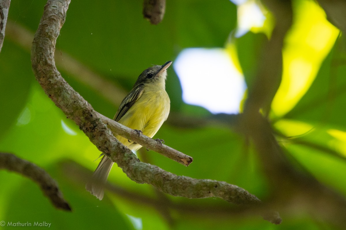 Yellow-winged Flatbill - Mathurin Malby