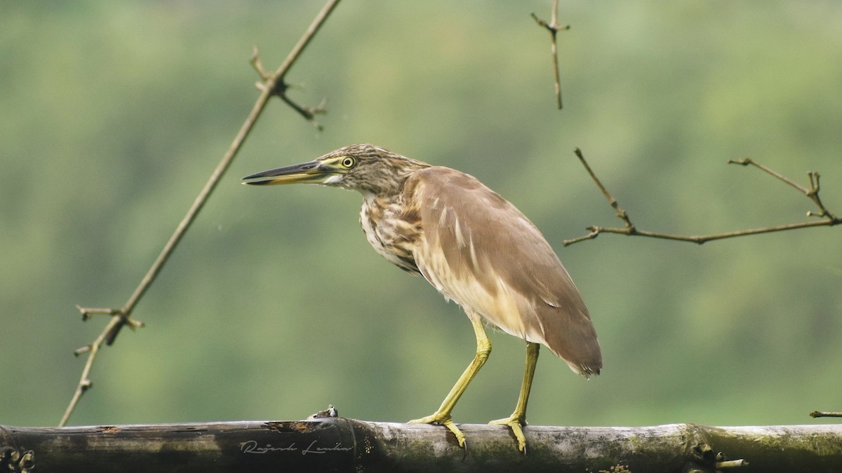 Indian Pond-Heron - RAJESH LENKA