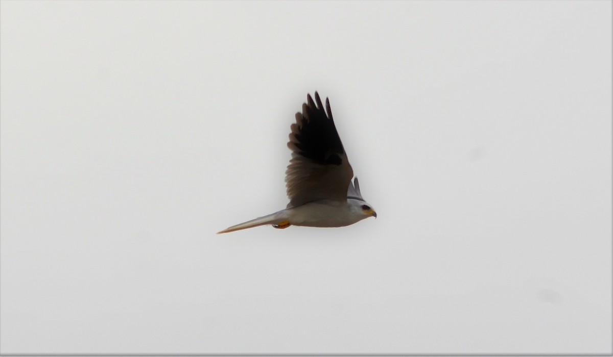 White-tailed Kite - javier lopez