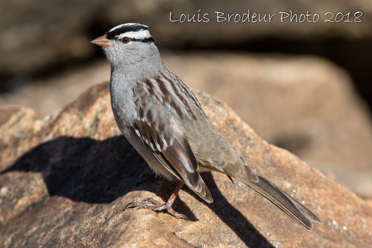 White-crowned Sparrow - Louis Brodeur
