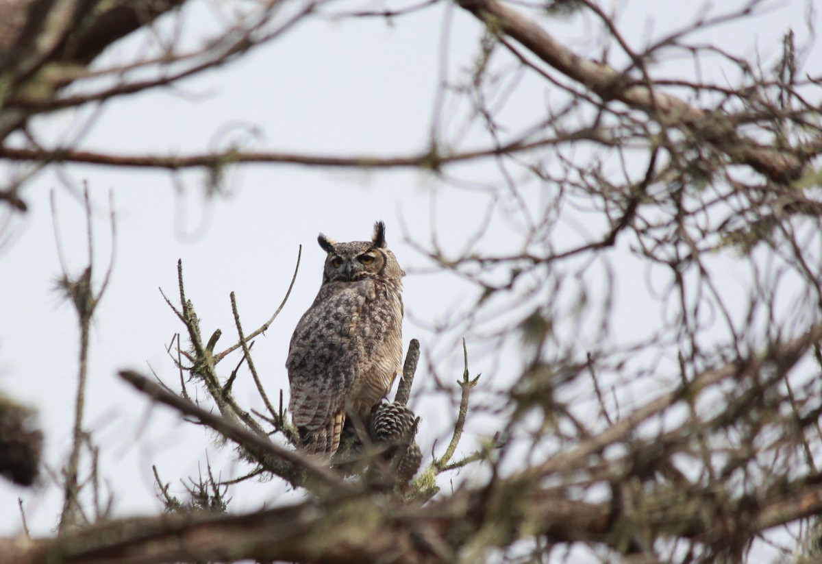 Great Horned Owl - Lucas Corneliussen