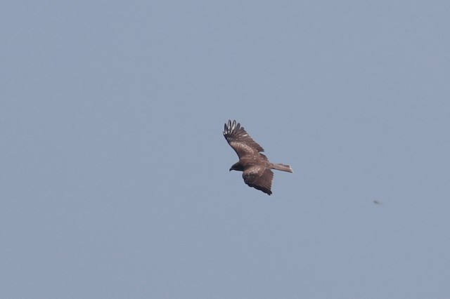Black Kite (Black-eared)