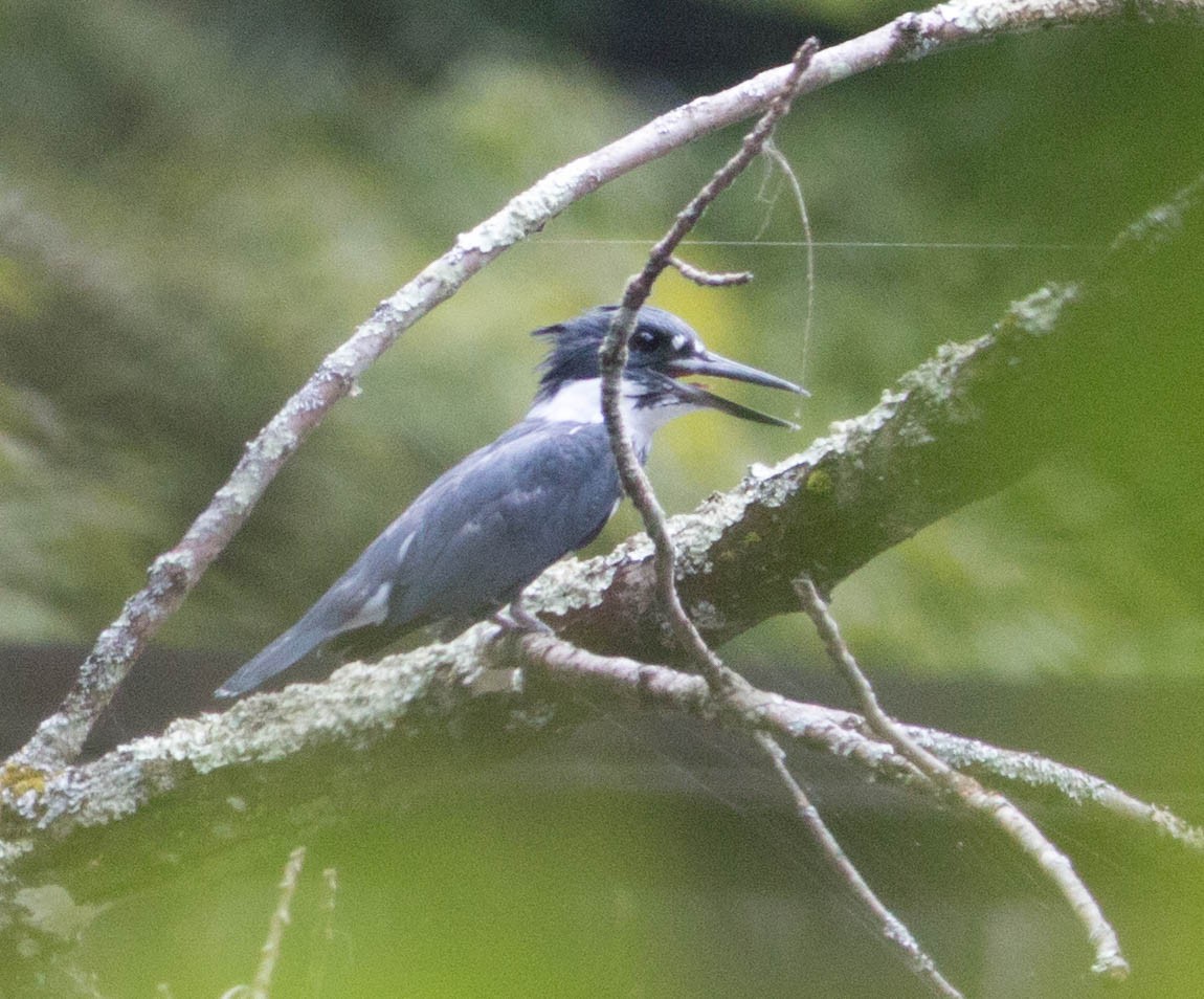 Belted Kingfisher - ML113396201