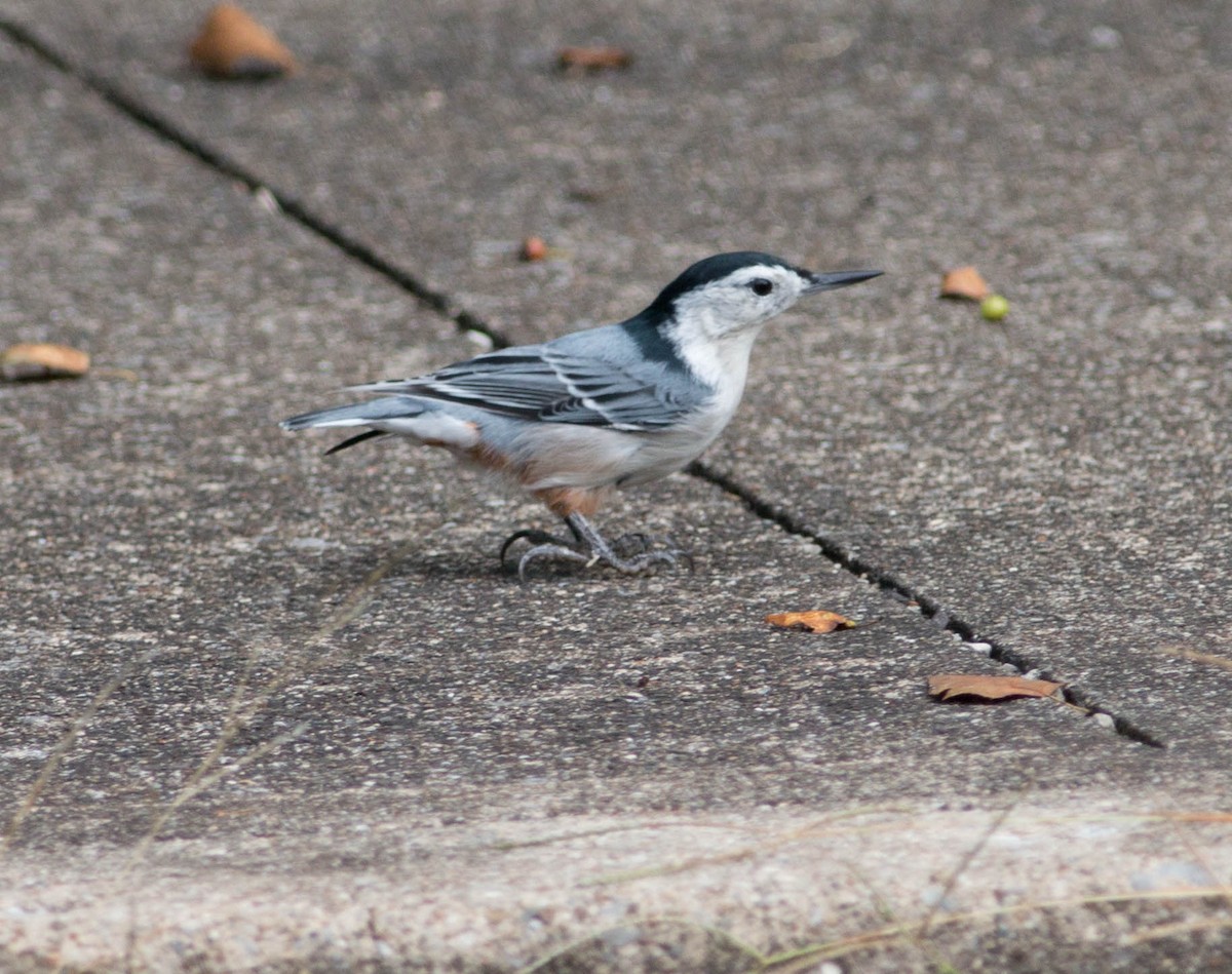 White-breasted Nuthatch - ML113396521