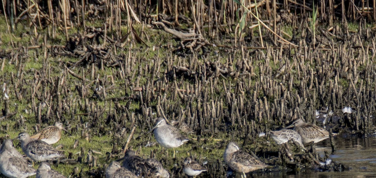Long-billed Dowitcher - MELISSA  SOVAY