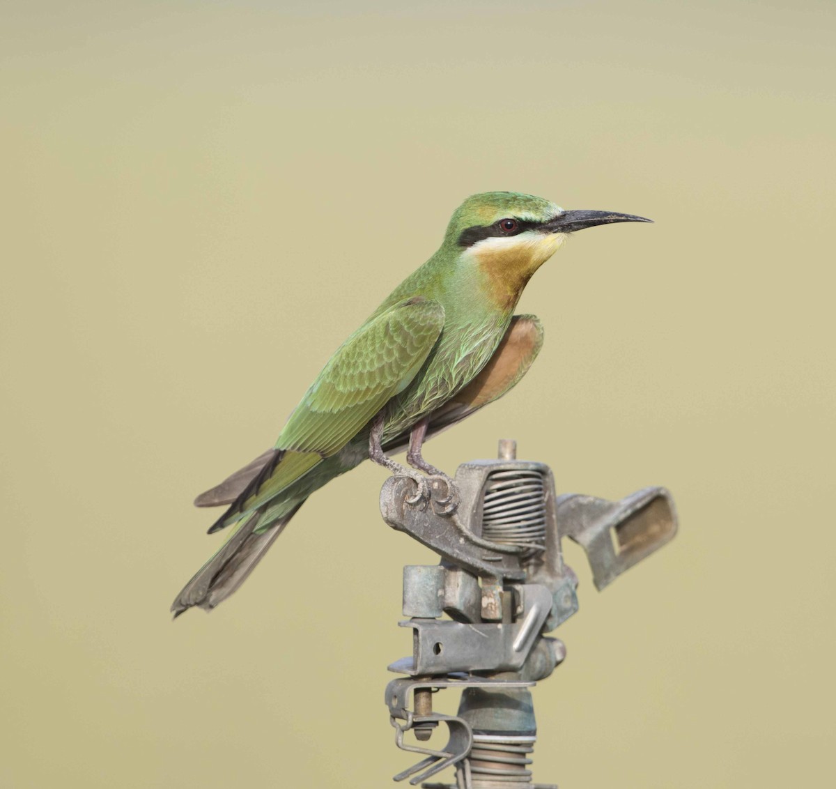 Blue-cheeked Bee-eater - ML113399811