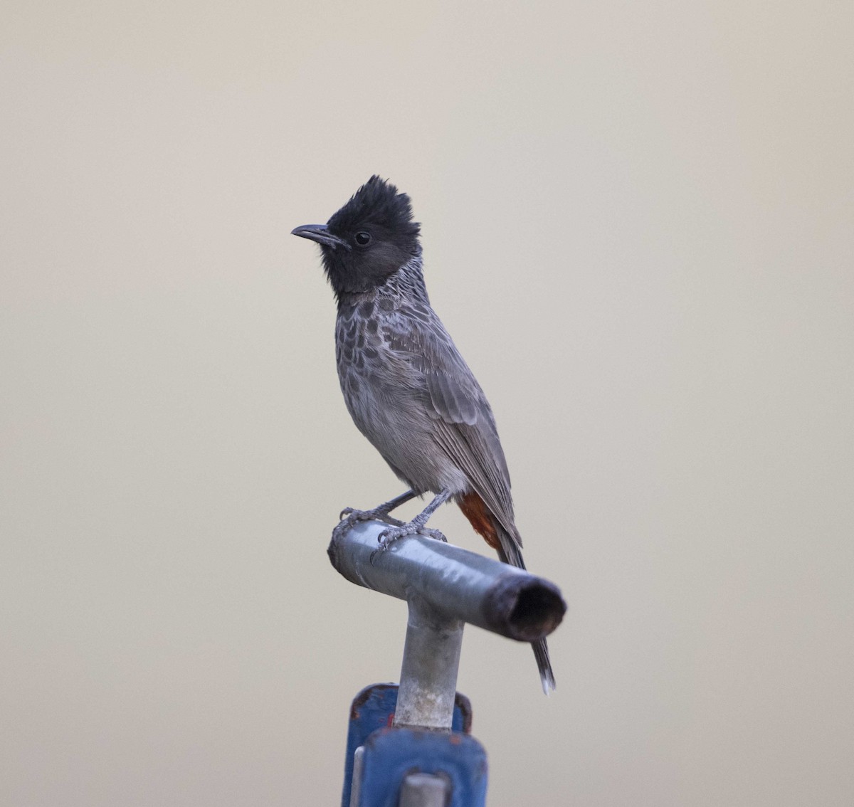 Red-vented Bulbul - Huw Roberts
