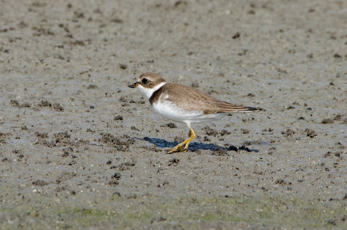 Semipalmated Plover - ML113400351