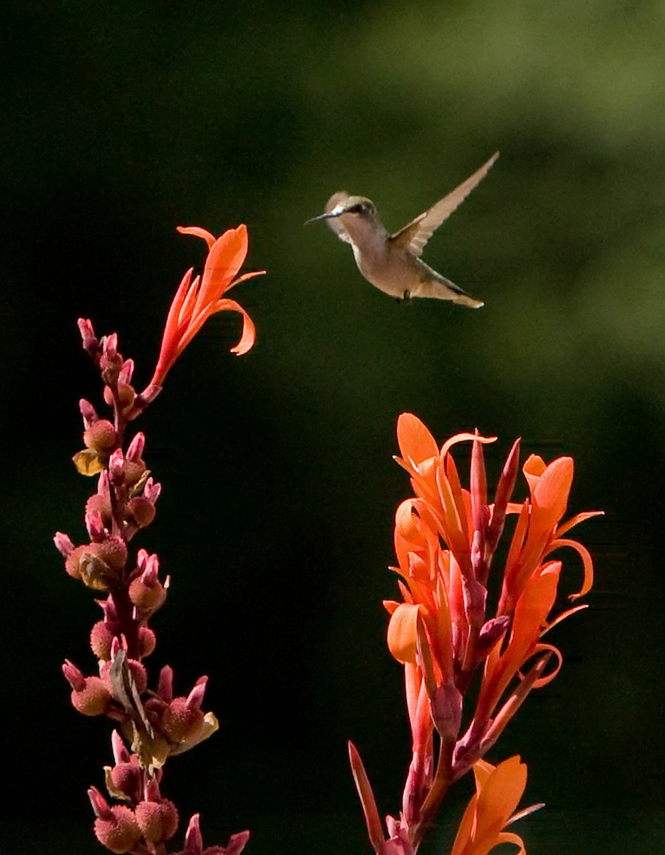 Ruby-throated Hummingbird - ML113403601