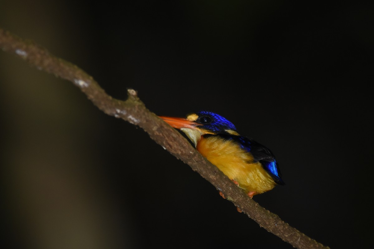 Moluccan Dwarf-Kingfisher (Seram) - ML113404731