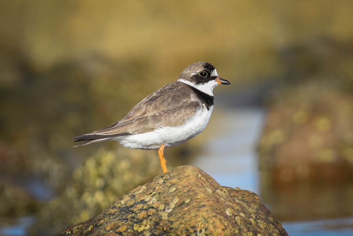 Semipalmated Plover - ML113405151