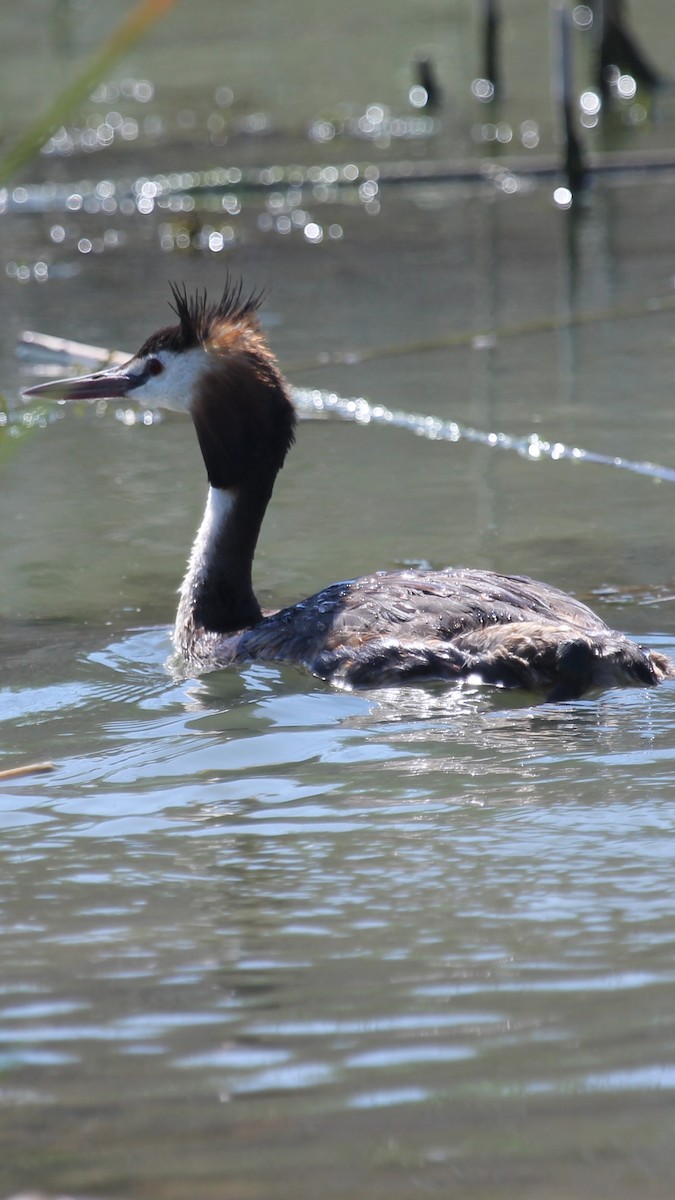 Great Crested Grebe - ML113405971