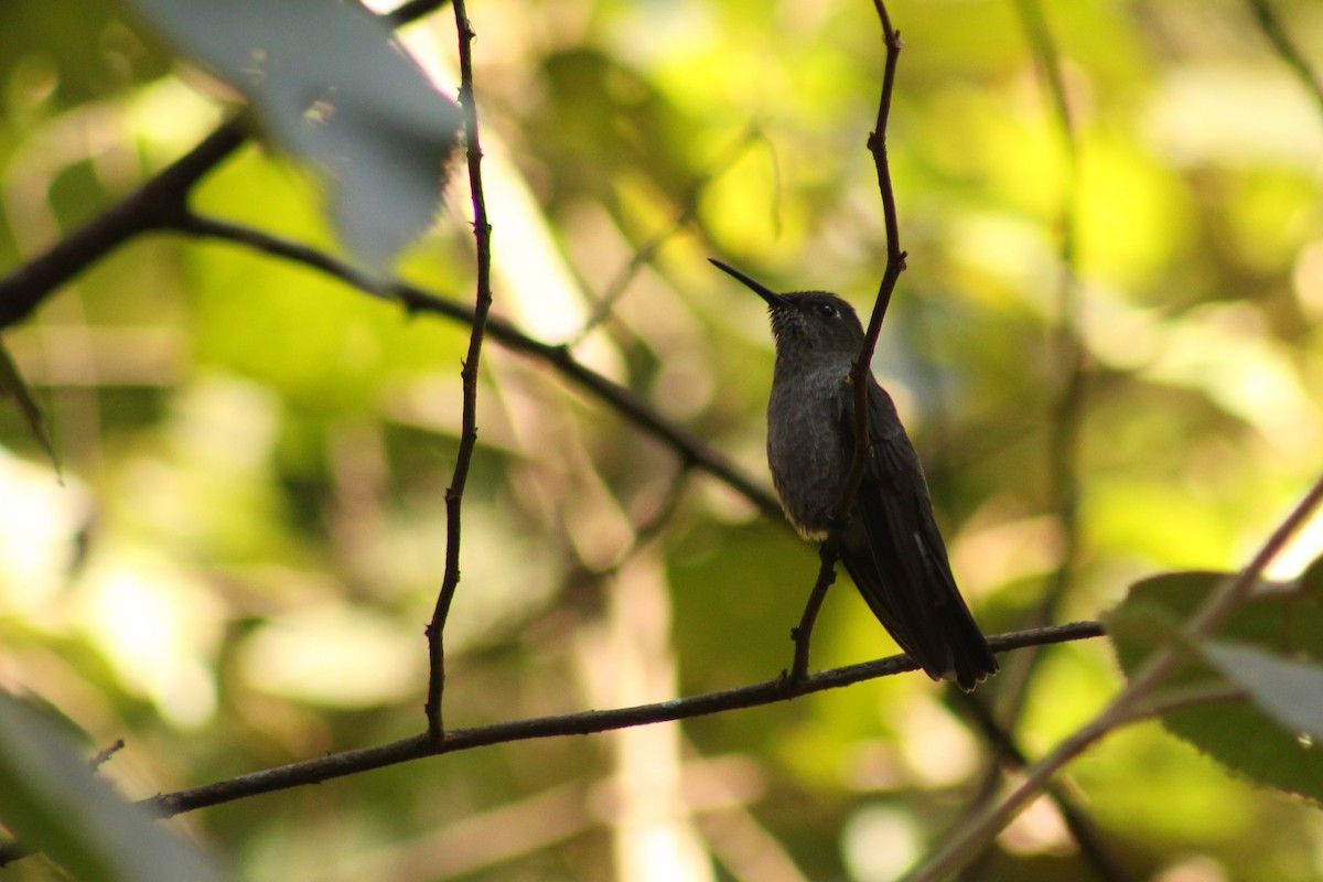 Sombre Hummingbird - ML113406361