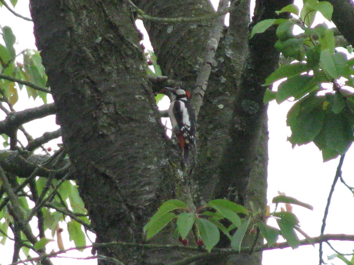 Great Spotted Woodpecker - ML113408051