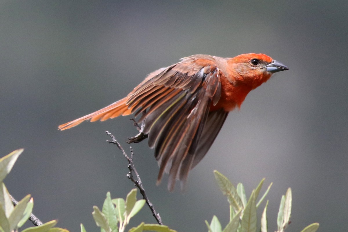 Hepatic Tanager - ML113408101