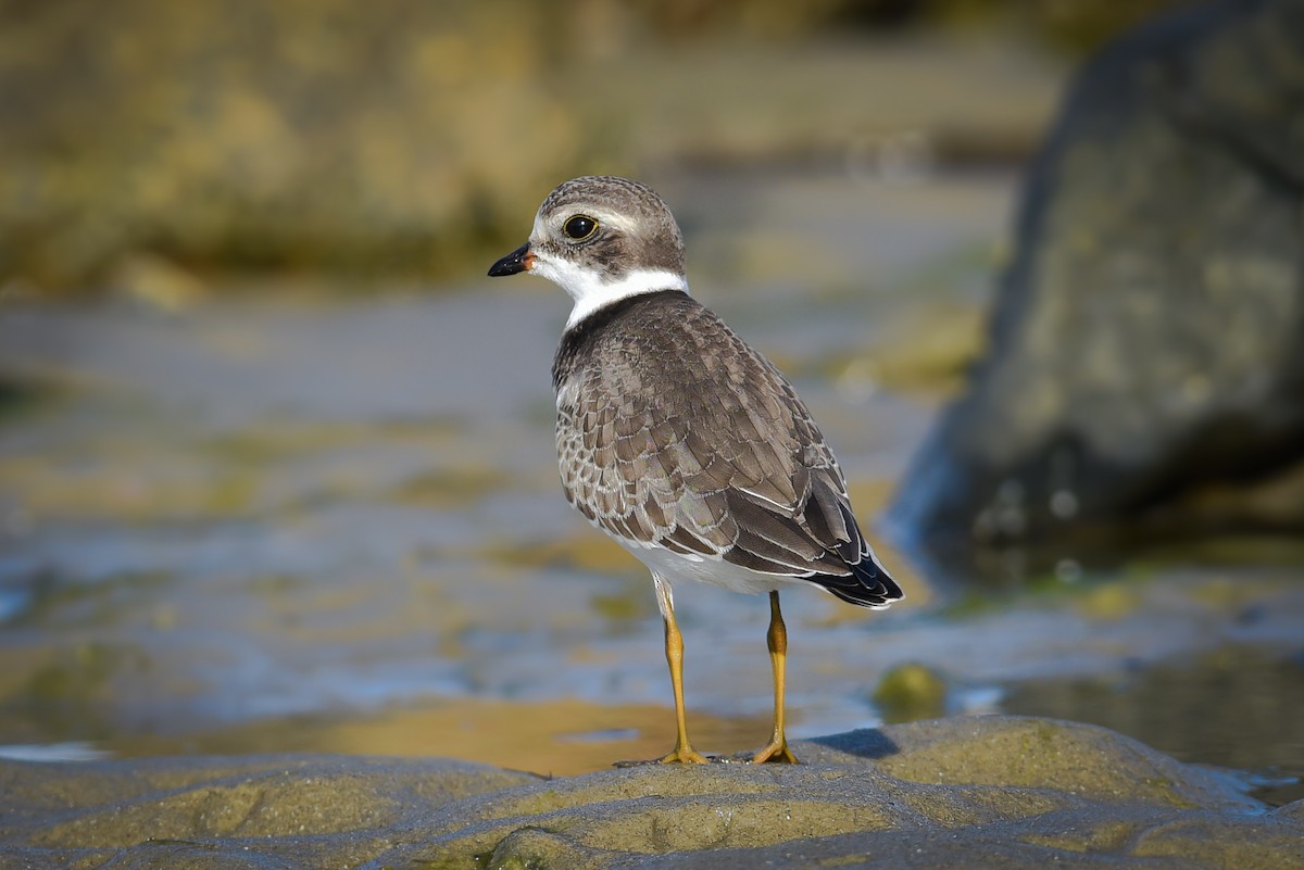 Semipalmated Plover - ML113408491
