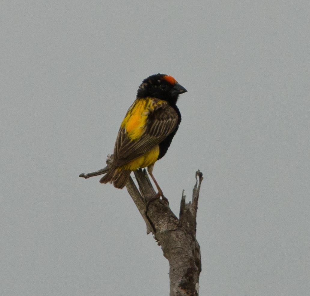 Fire-fronted Bishop - ML113408991