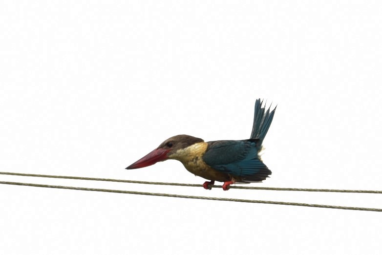 Stork-billed Kingfisher - Sajeev Krishnan