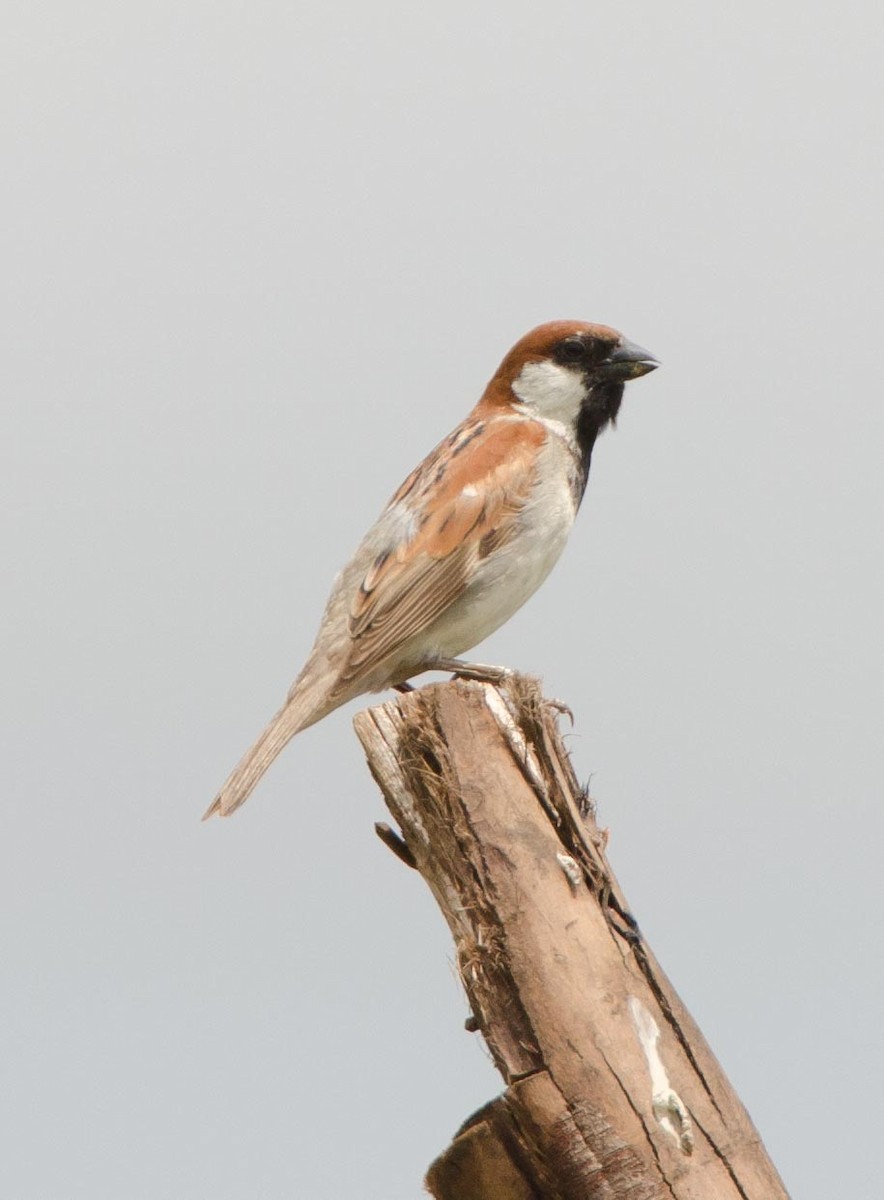 Somali Sparrow - ML113409301