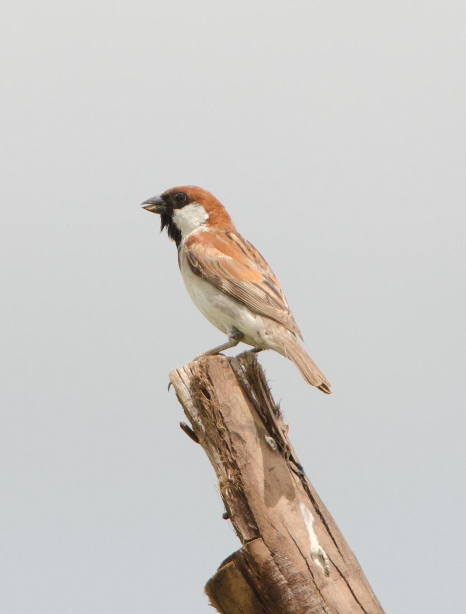 Somali Sparrow - ML113409311