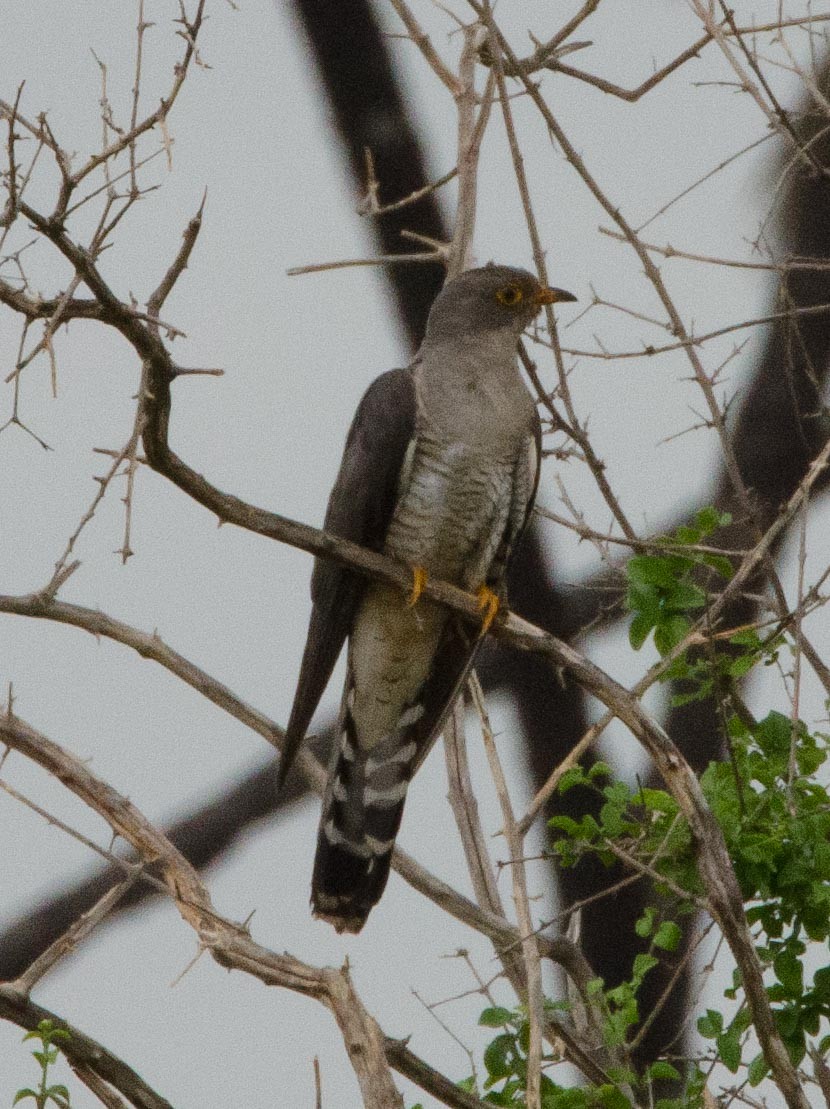 African Cuckoo - ML113410771