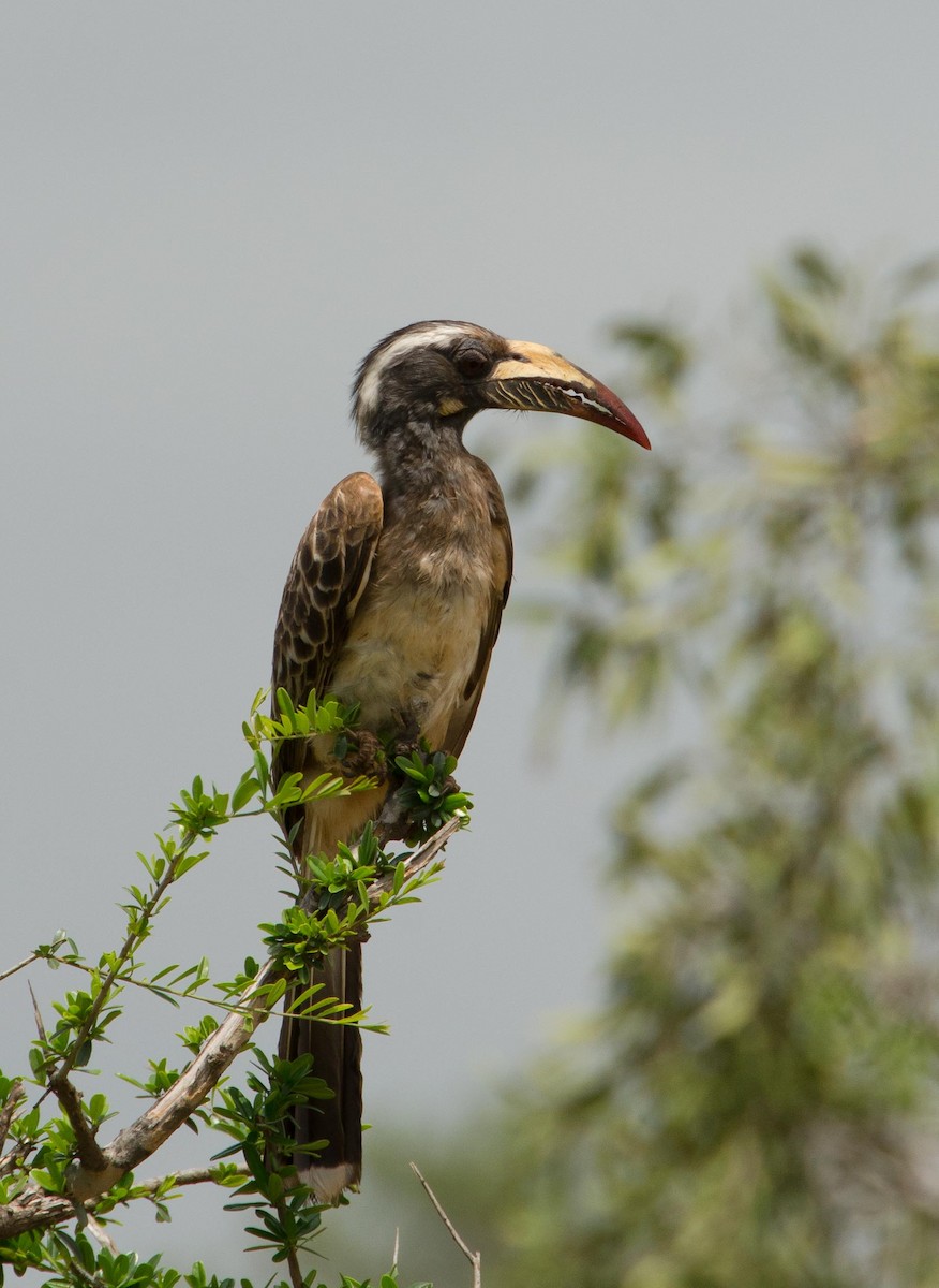 African Gray Hornbill - ML113410931