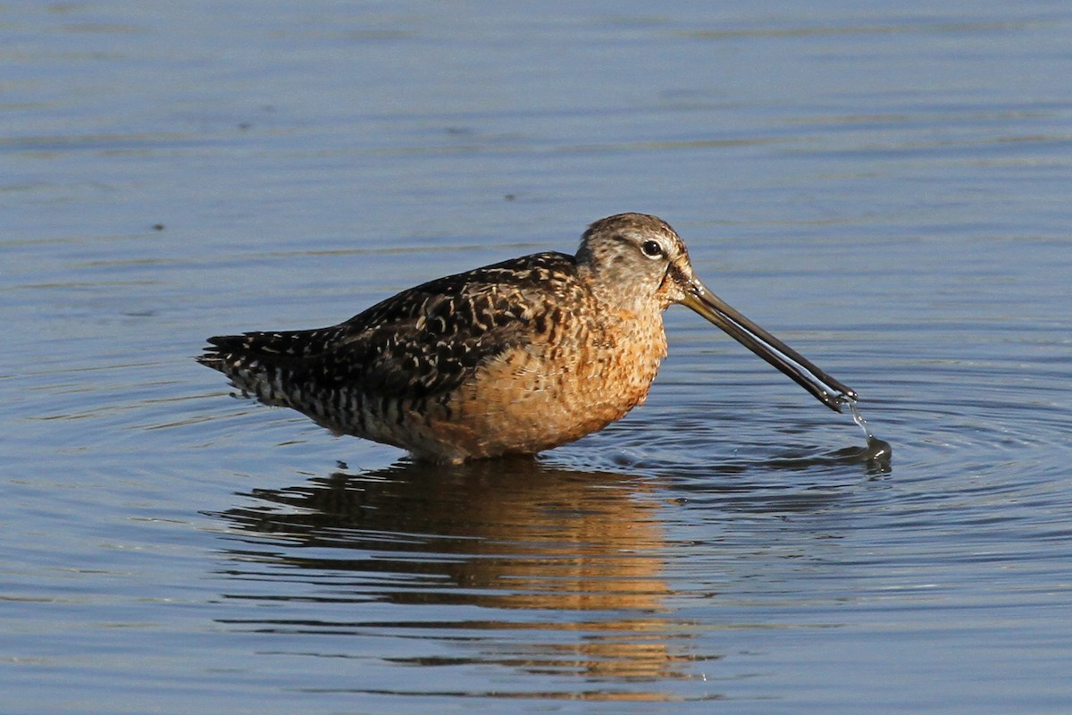 Long-billed Dowitcher - ML113410951