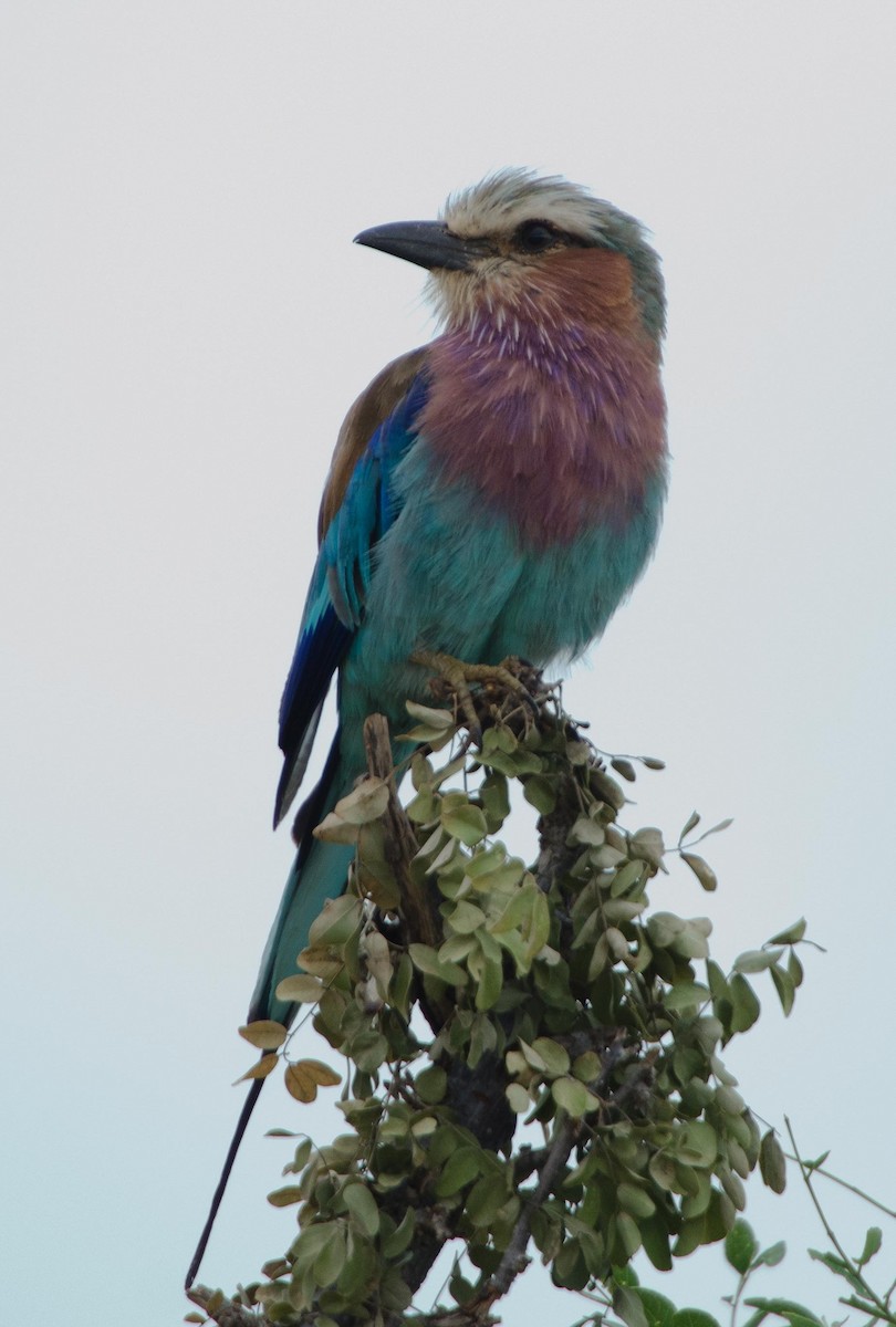 Lilac-breasted Roller - ML113412321