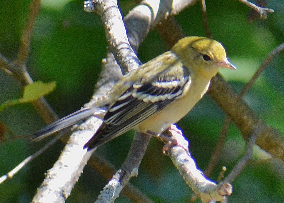 Bay-breasted Warbler - ML113414641