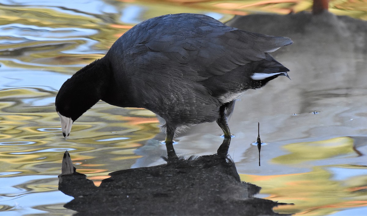 American Coot (Red-shielded) - ML113415161