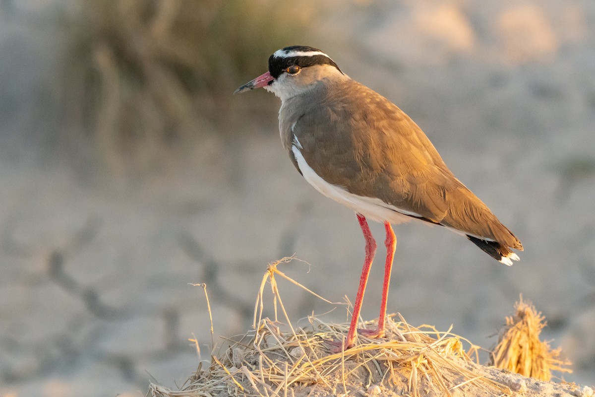 Crowned Lapwing - ML113421861