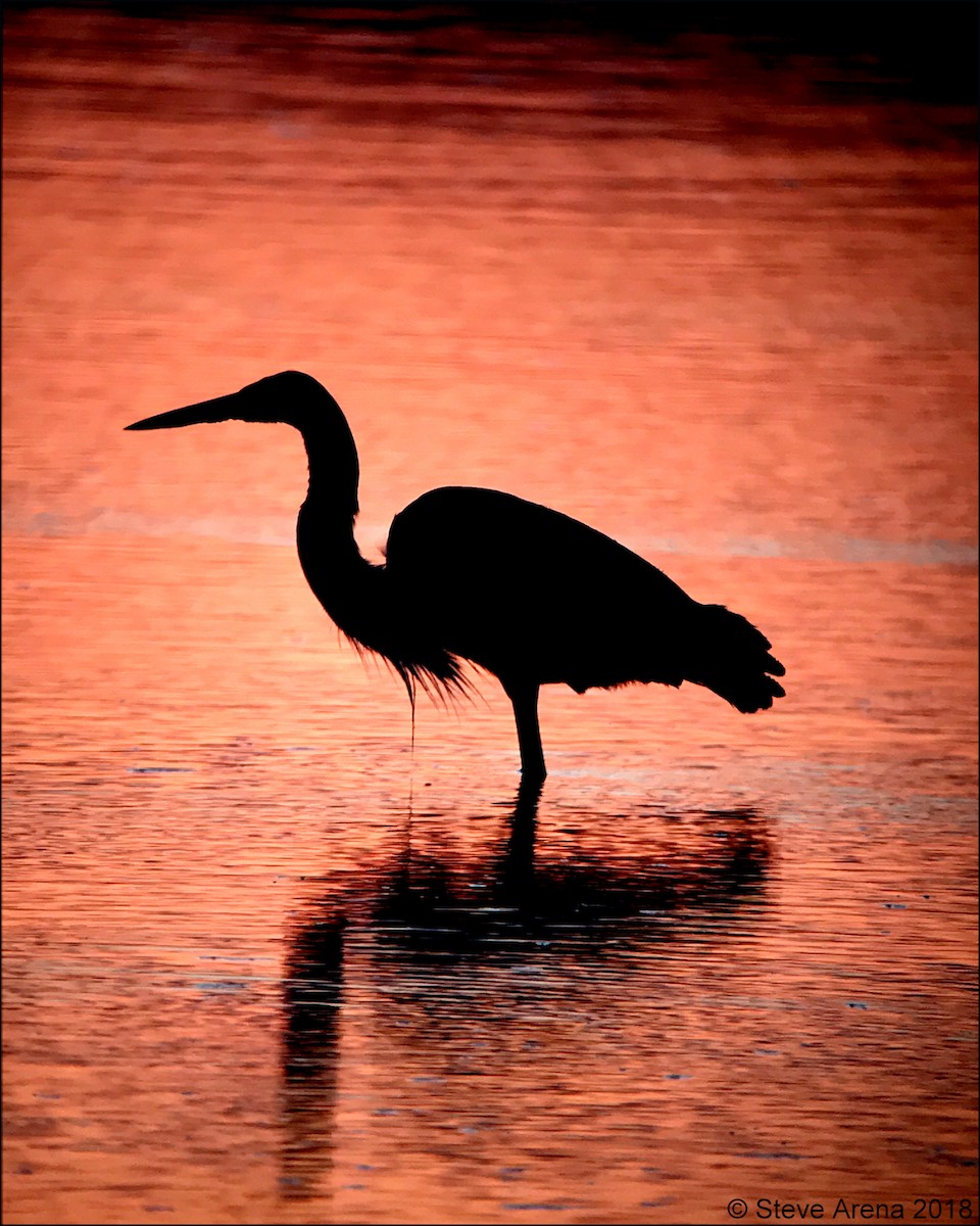 Great Blue Heron (Great Blue) - Anonymous
