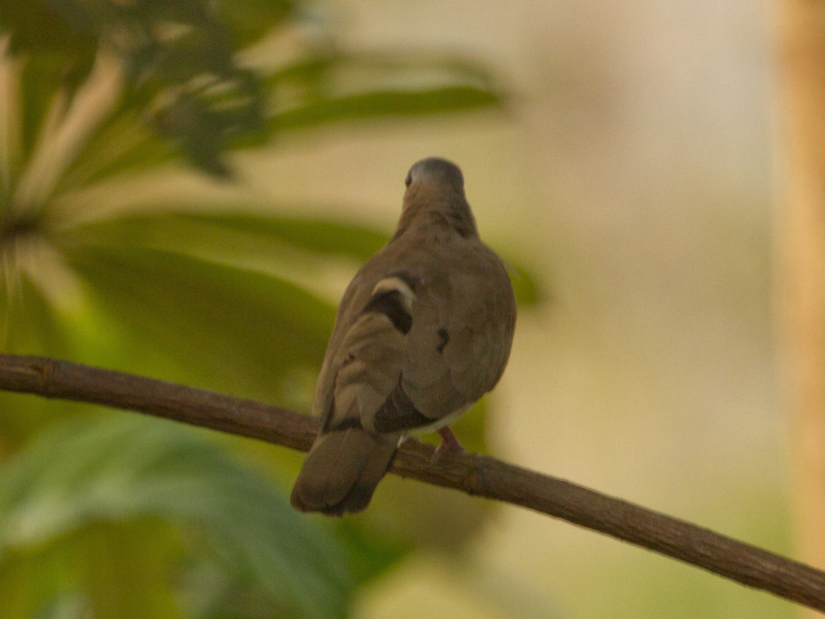 Blue-spotted Wood-Dove - ML113423621