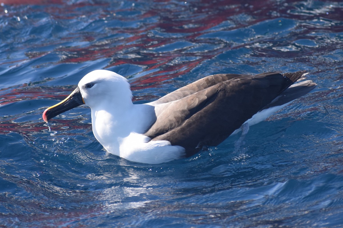 Indian Yellow-nosed Albatross - Nathan O'Reilly