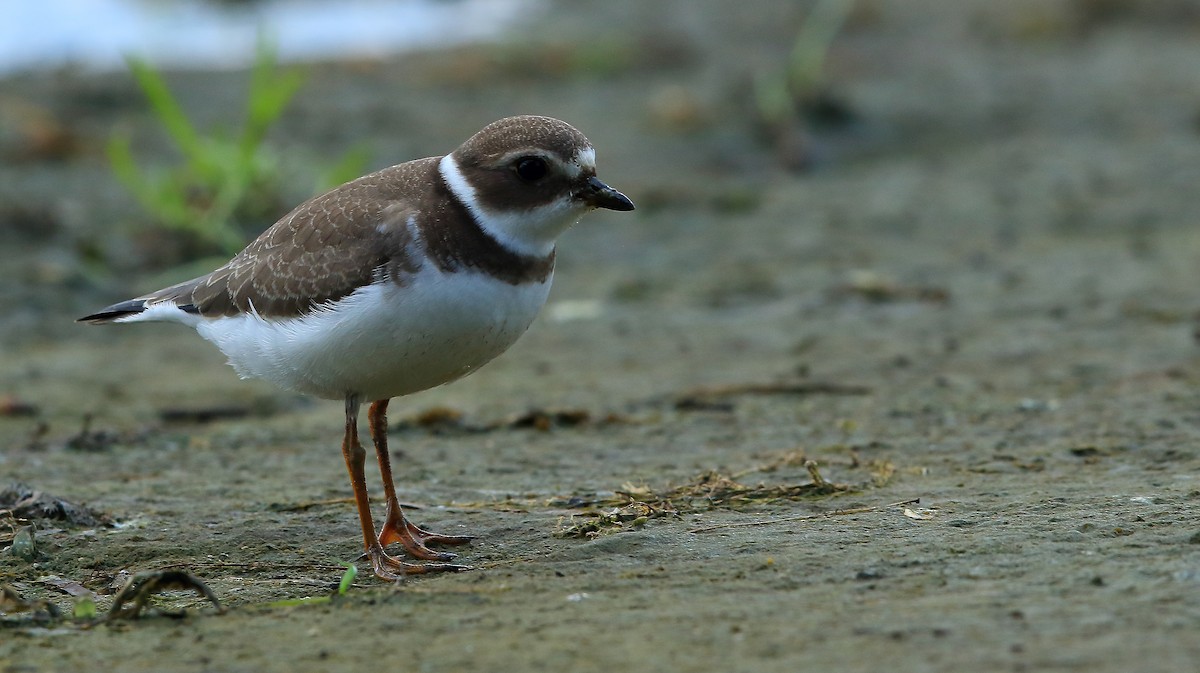 Semipalmated Plover - ML113424691