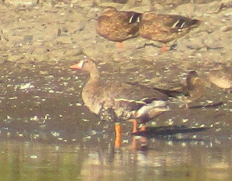 Greater White-fronted Goose - ML113425021