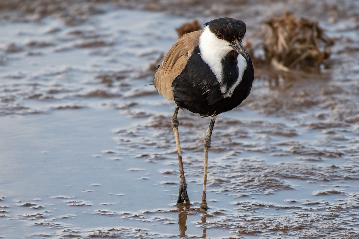 Spur-winged Lapwing - ML113426471