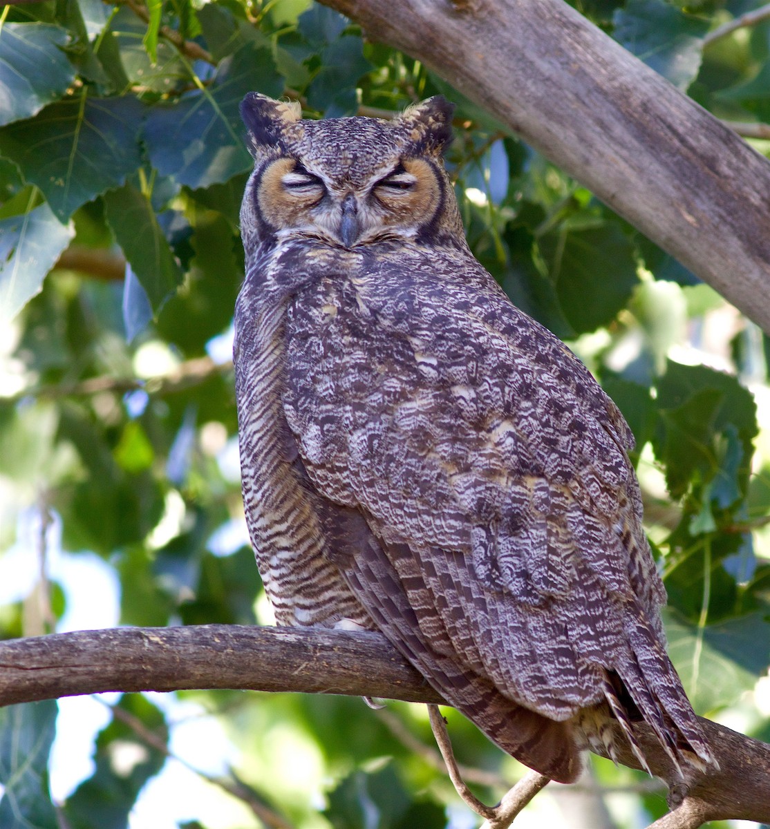 Great Horned Owl - Kathryn Keith