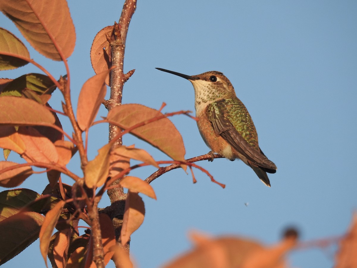 Rufous Hummingbird - Mary Rumple