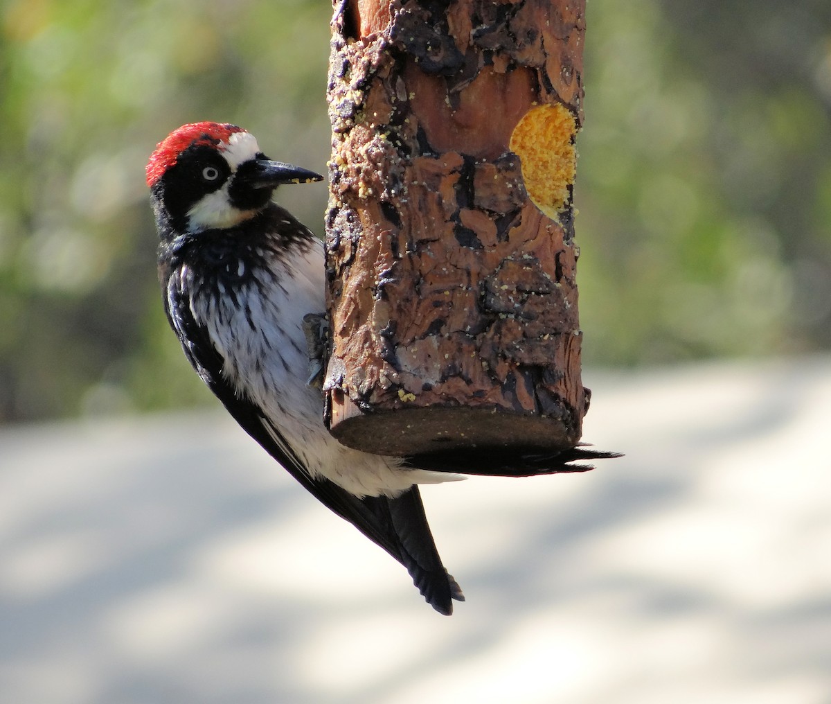 Acorn Woodpecker - ML113430631