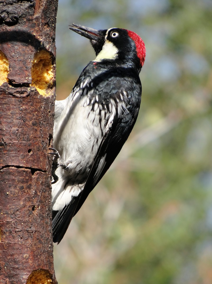 Acorn Woodpecker - ML113430821